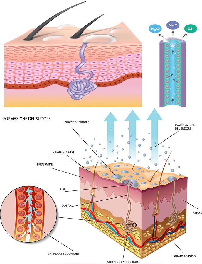 Clinica SU - Formazione del sudore